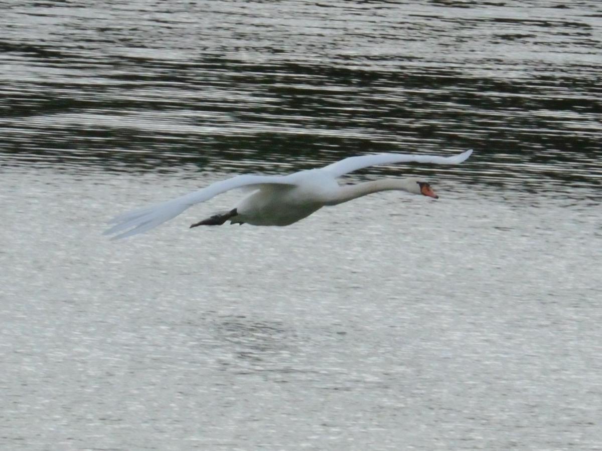 Les Cygnes Au Bord Du Loing Villa Montigny-sur-Loing Екстериор снимка