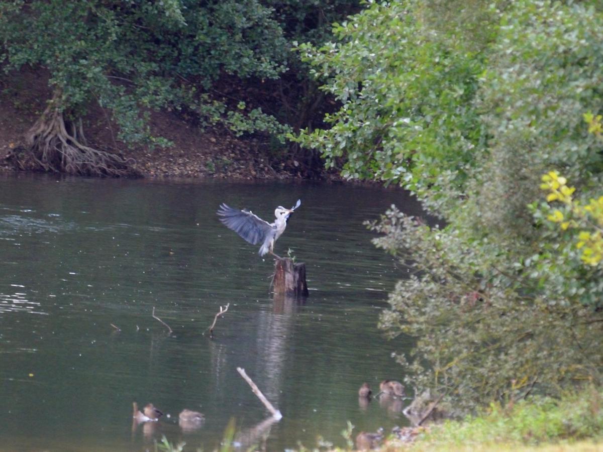 Les Cygnes Au Bord Du Loing Villa Montigny-sur-Loing Екстериор снимка