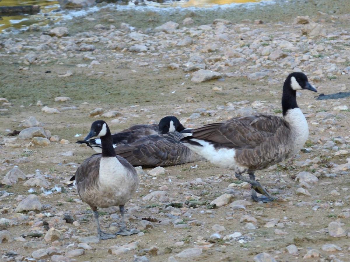 Les Cygnes Au Bord Du Loing Villa Montigny-sur-Loing Екстериор снимка