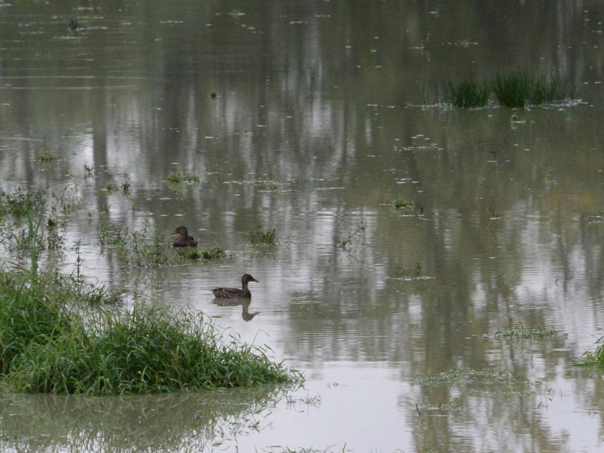Les Cygnes Au Bord Du Loing Villa Montigny-sur-Loing Екстериор снимка