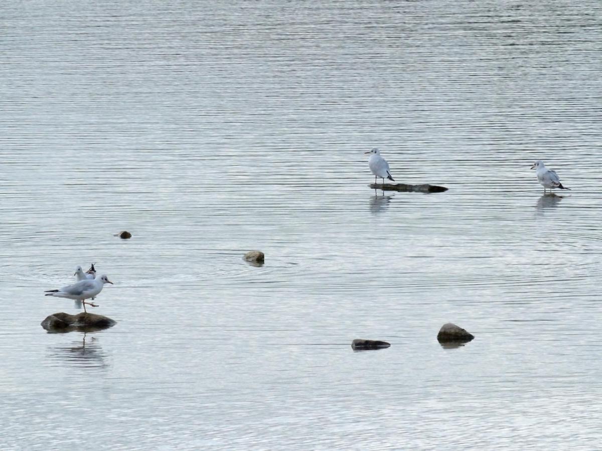 Les Cygnes Au Bord Du Loing Villa Montigny-sur-Loing Екстериор снимка